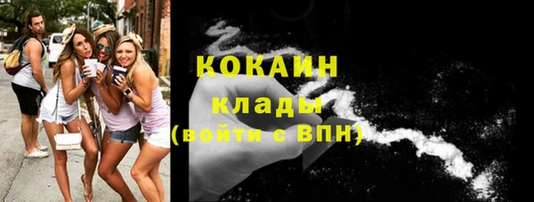 прущие грибы Новозыбков